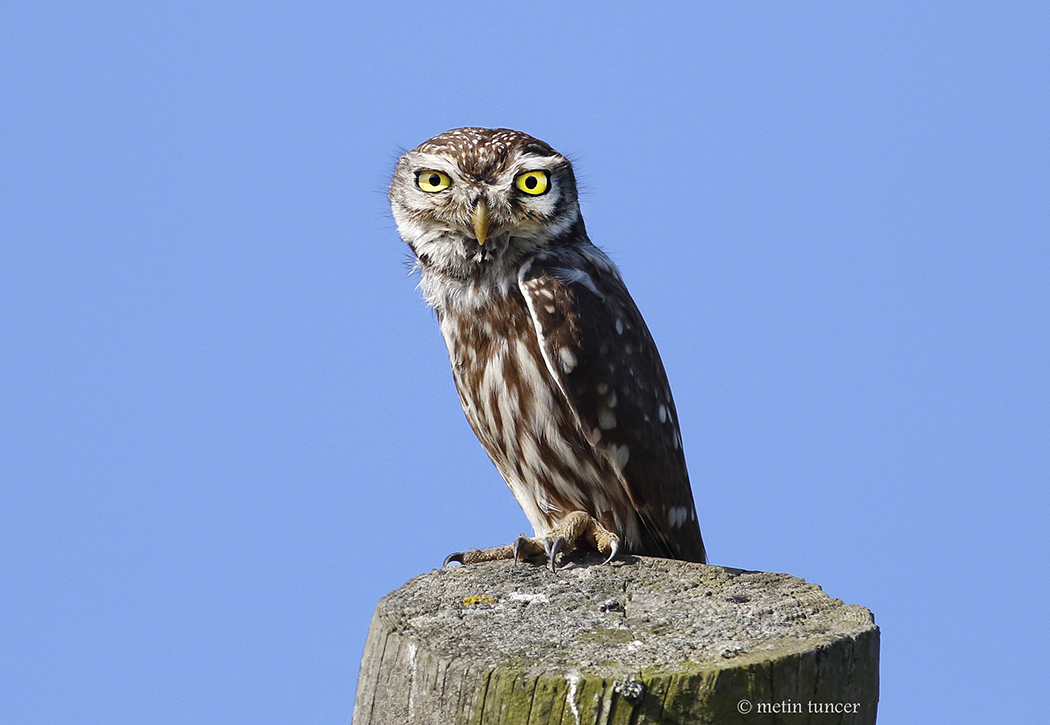 Little Owl