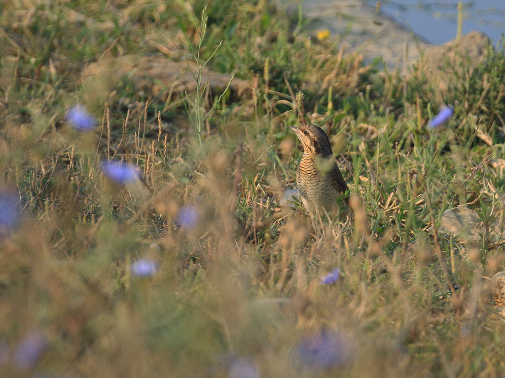 Eurasian Wryneck