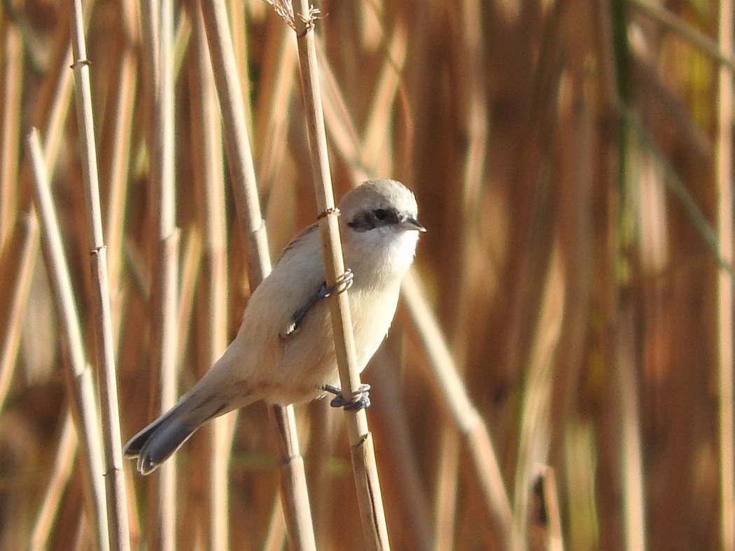 Eurasian Penduline Tit
