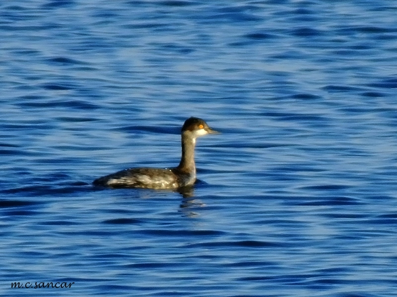 Black-necked Grebe