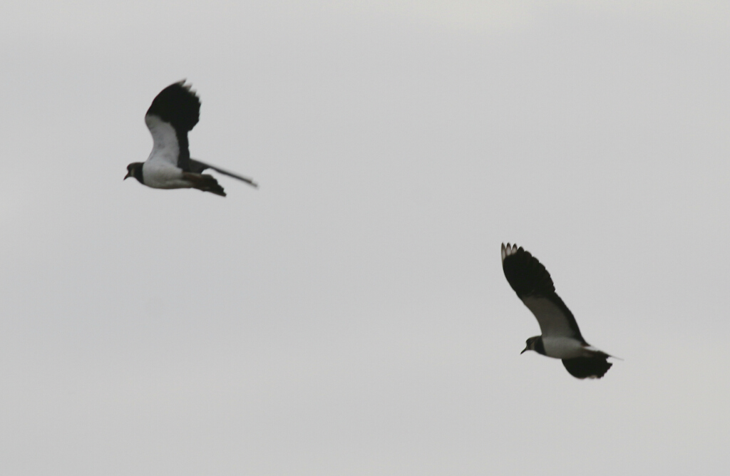 Northern Lapwing