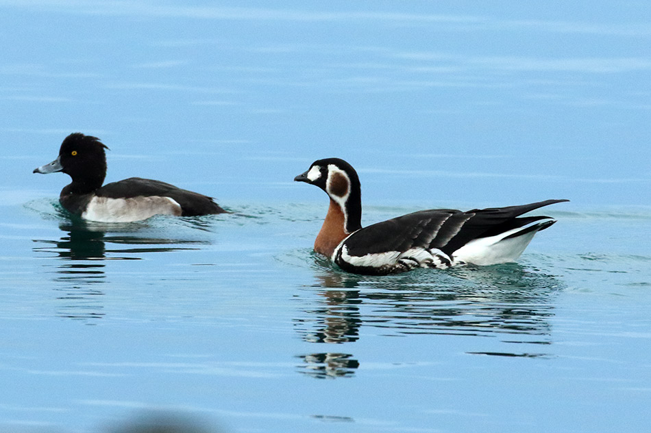 Red-breasted Goose