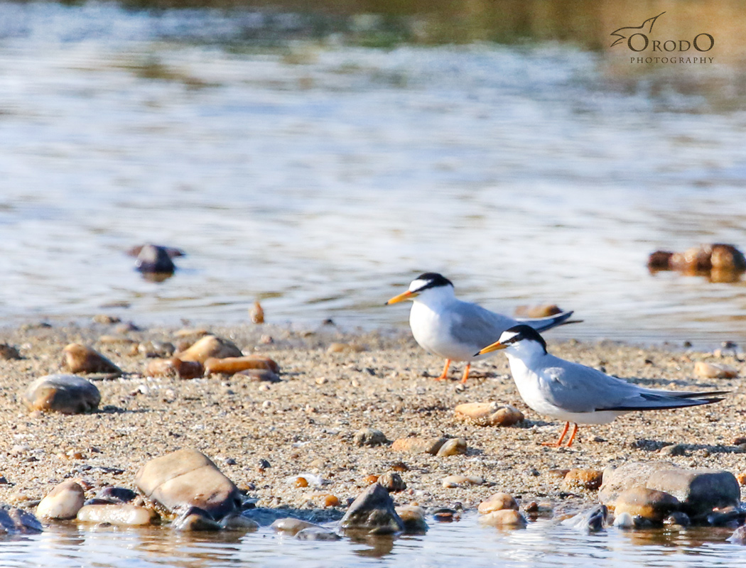 Little Tern