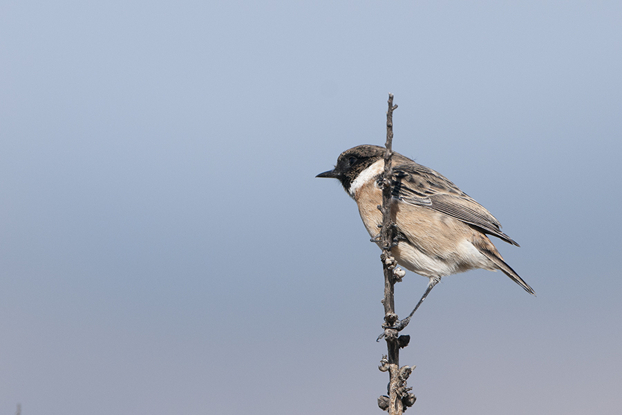 European Stonechat