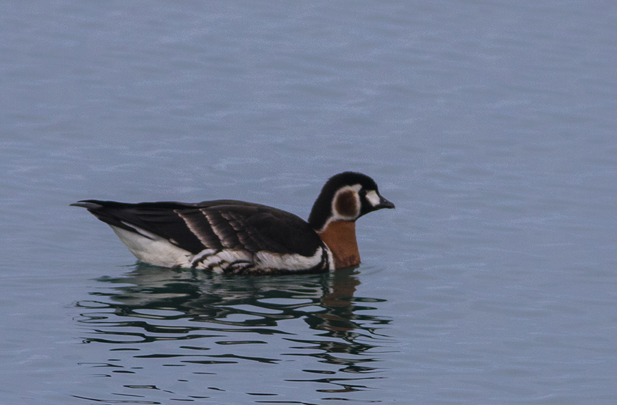 Red-breasted Goose