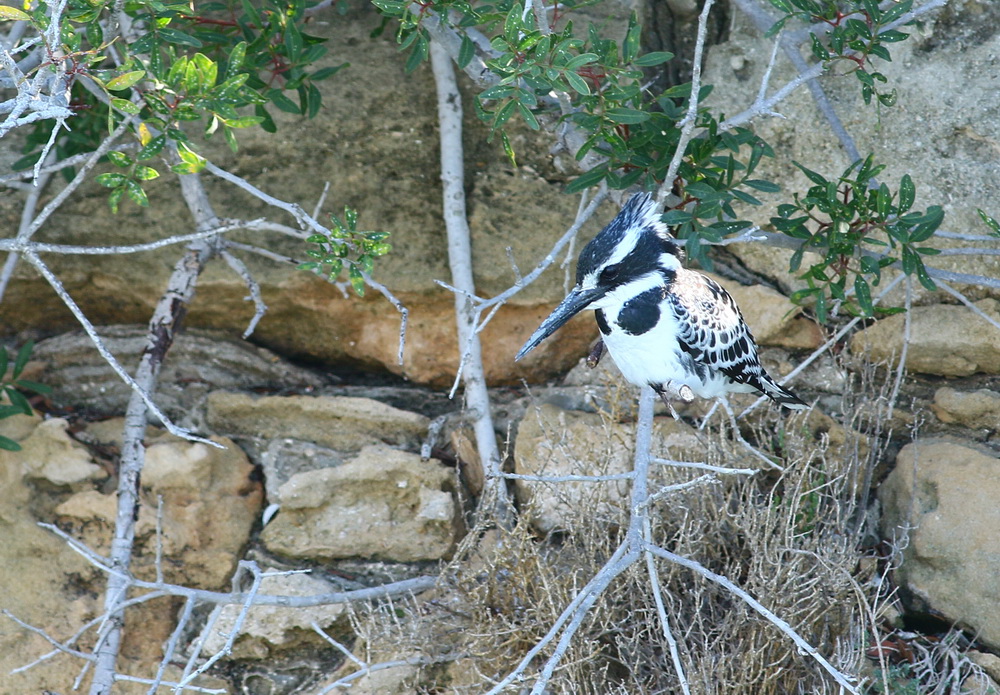 Pied Kingfisher