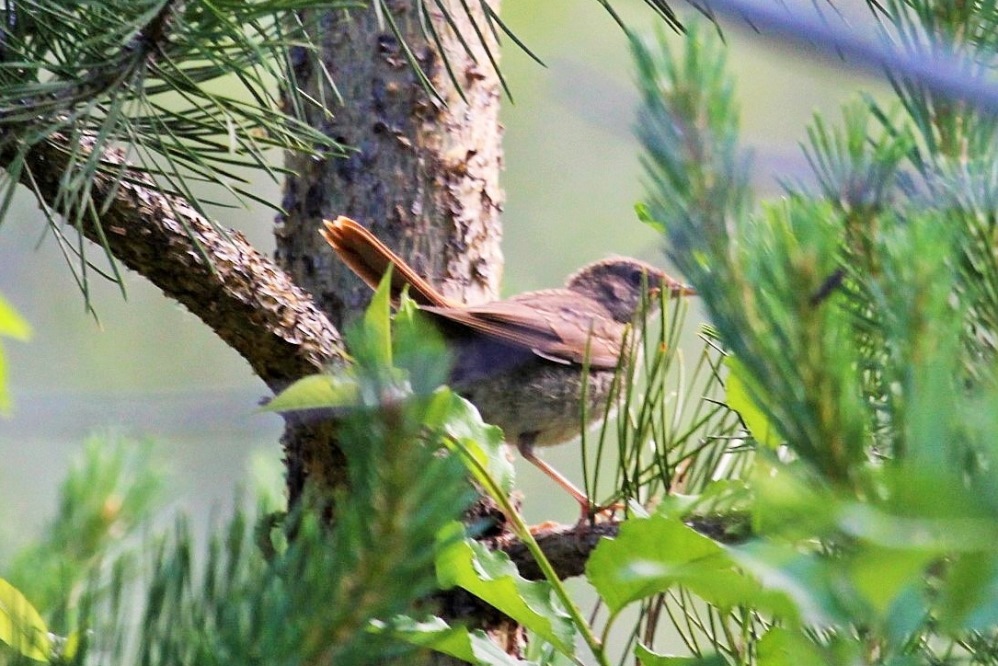 Common Nightingale