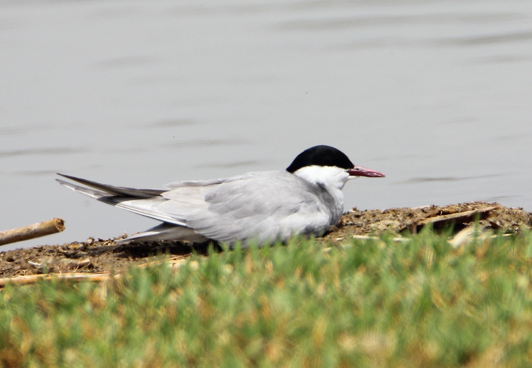 Whiskered Tern