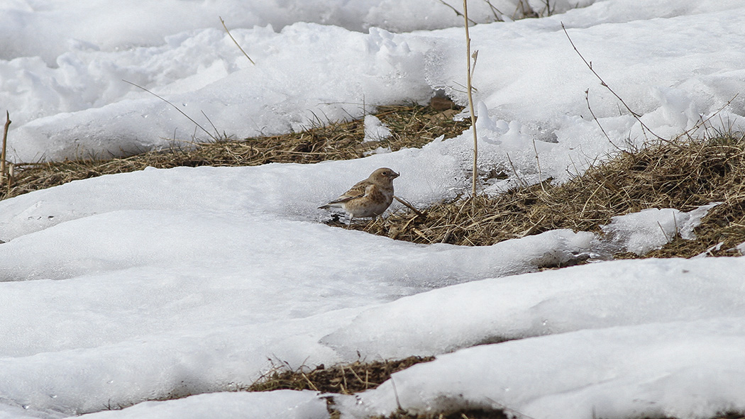 Crimson-winged Finch