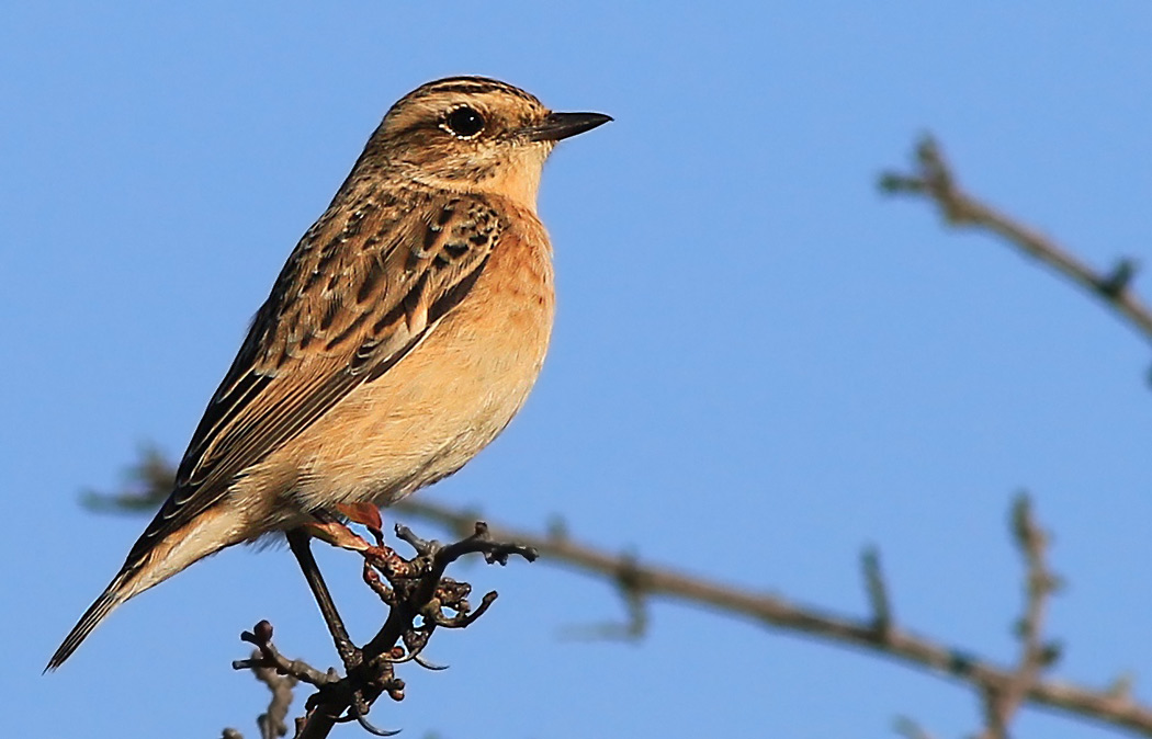 Whinchat