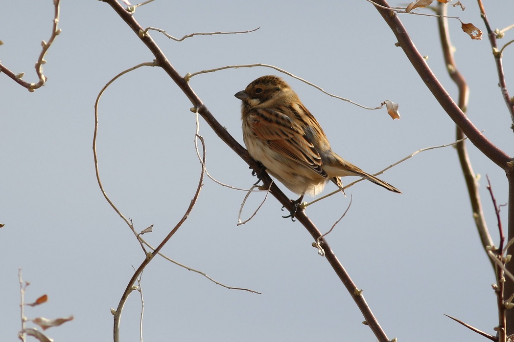 Common Reed Bunting