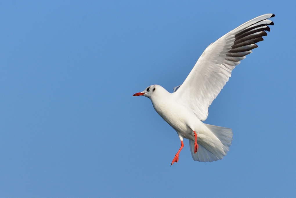 Black-headed Gull