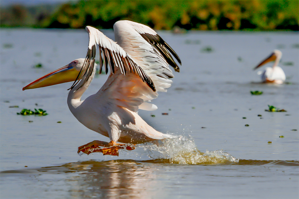 Great White Pelican