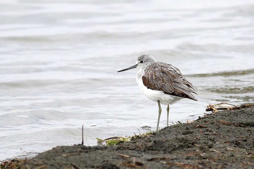 Common Greenshank