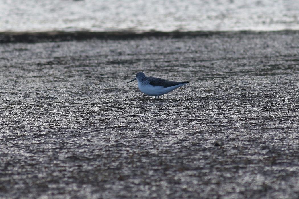 Green Sandpiper