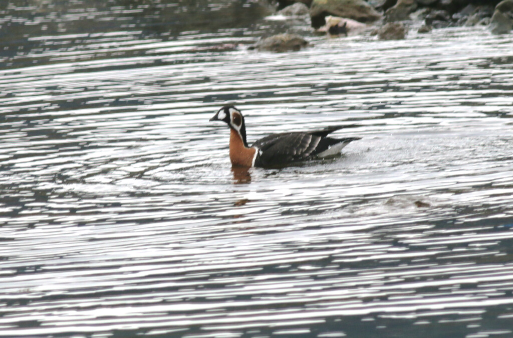 Red-breasted Goose