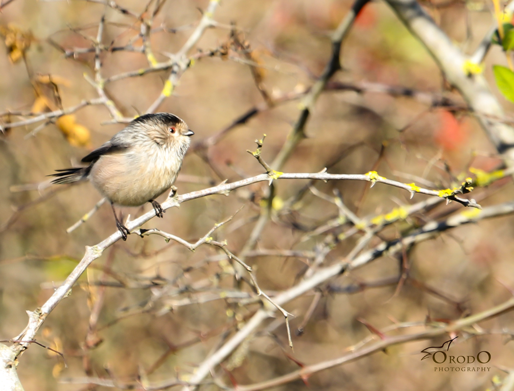 Long-tailed Tit