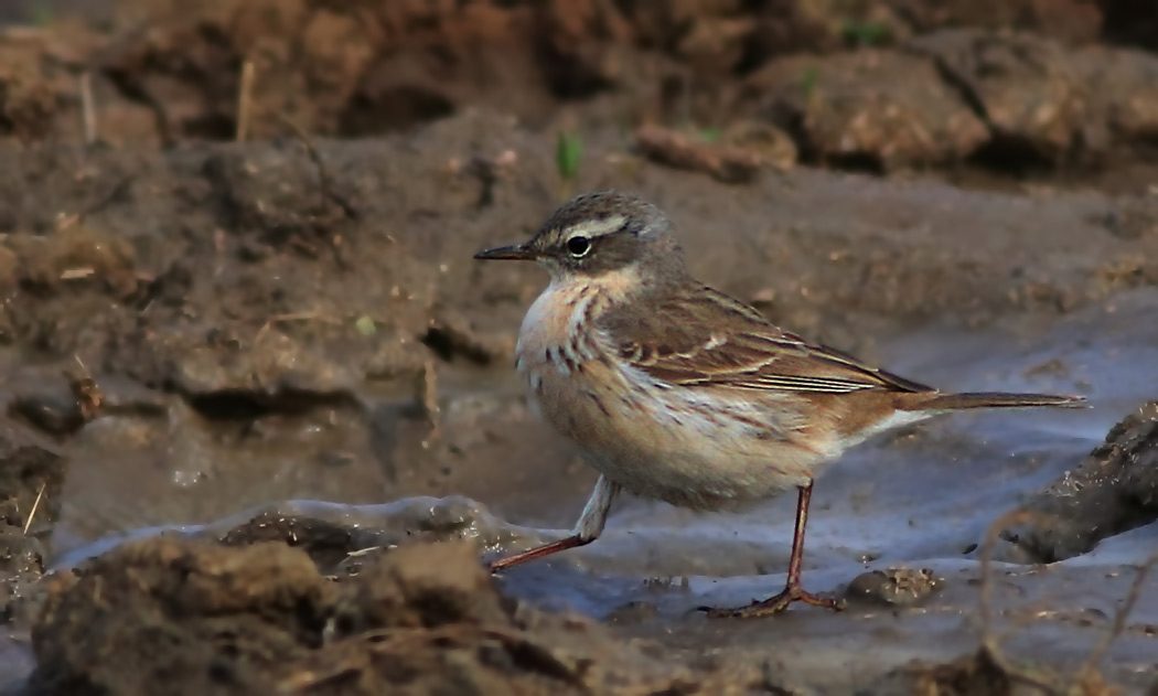 Water Pipit