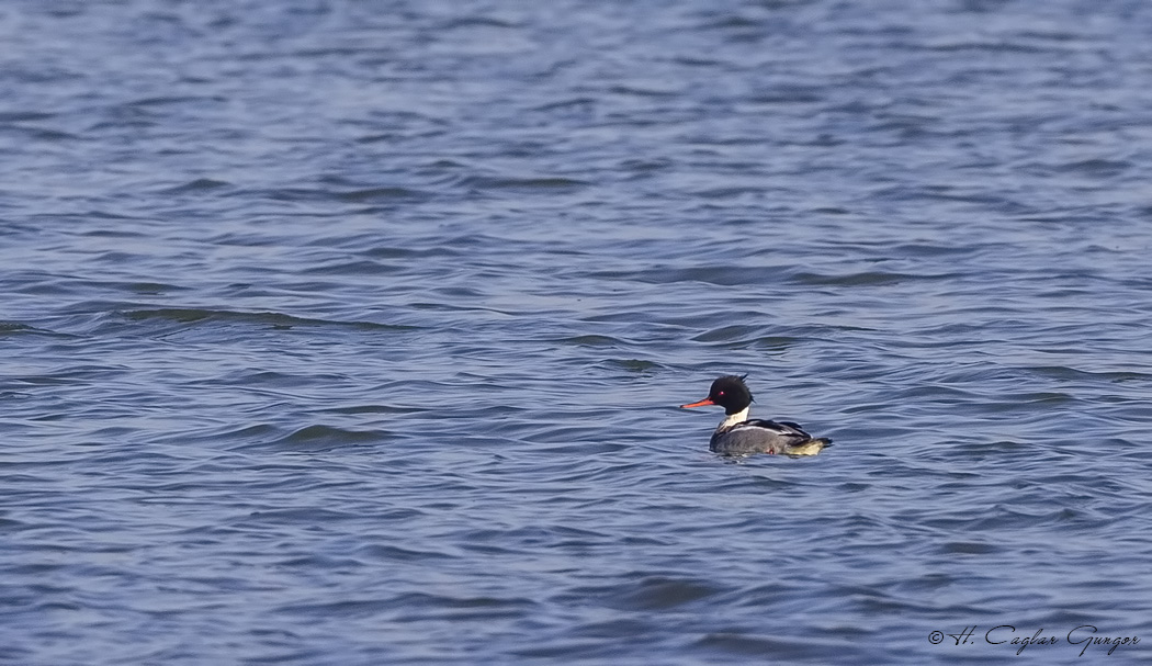 Red-breasted Merganser