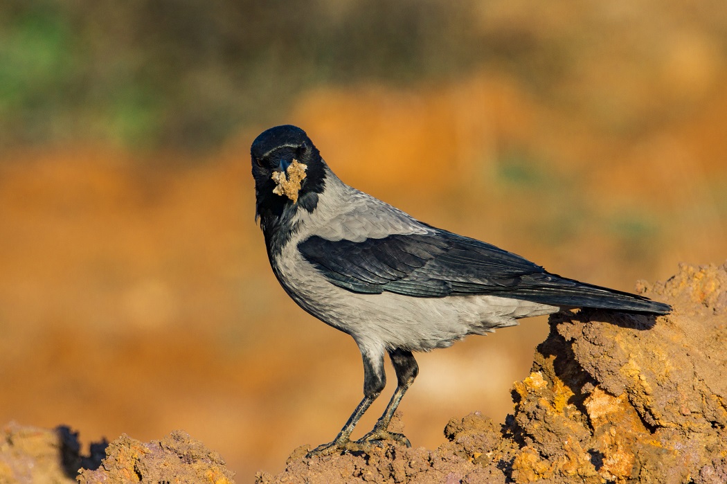 Hooded Crow