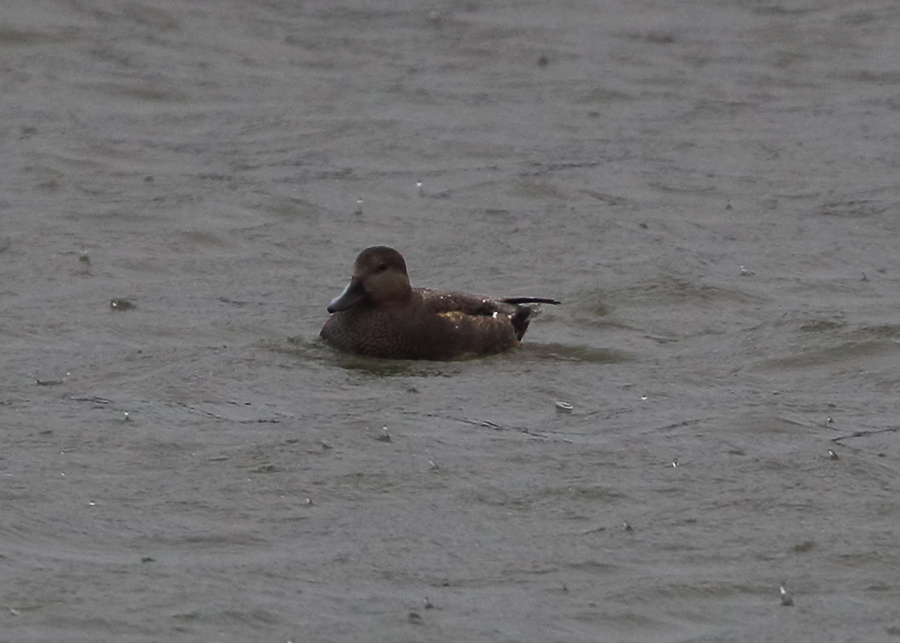 Gadwall