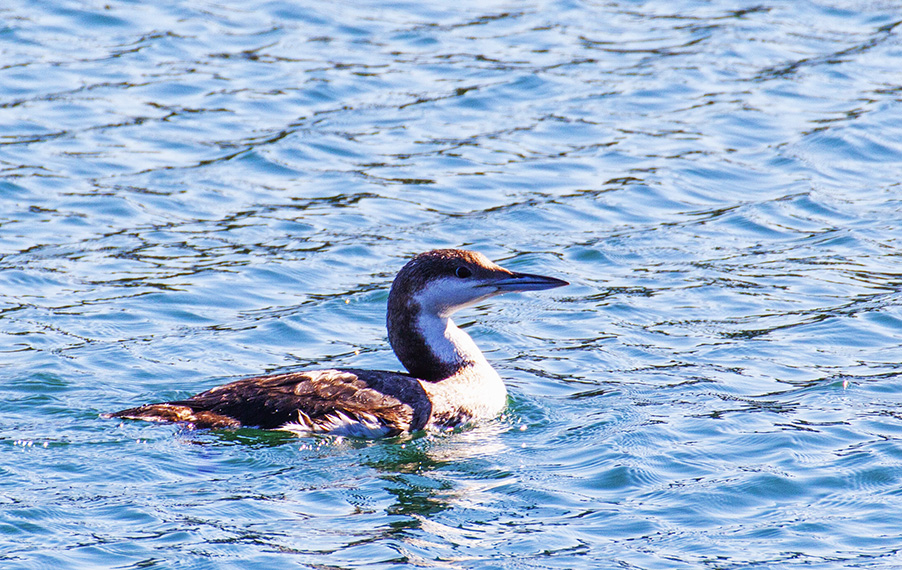 Black-throated Loon
