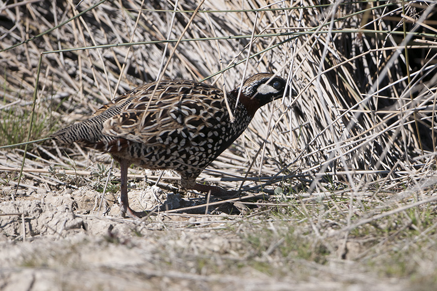 Black Francolin