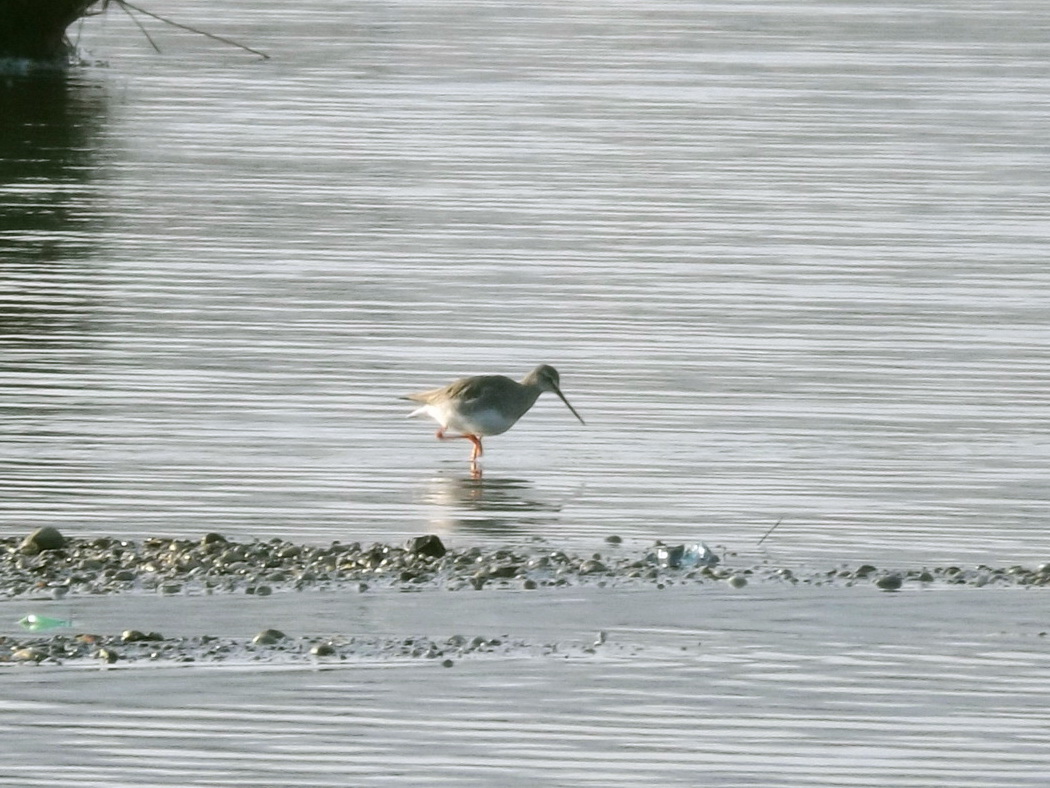 Spotted Redshank