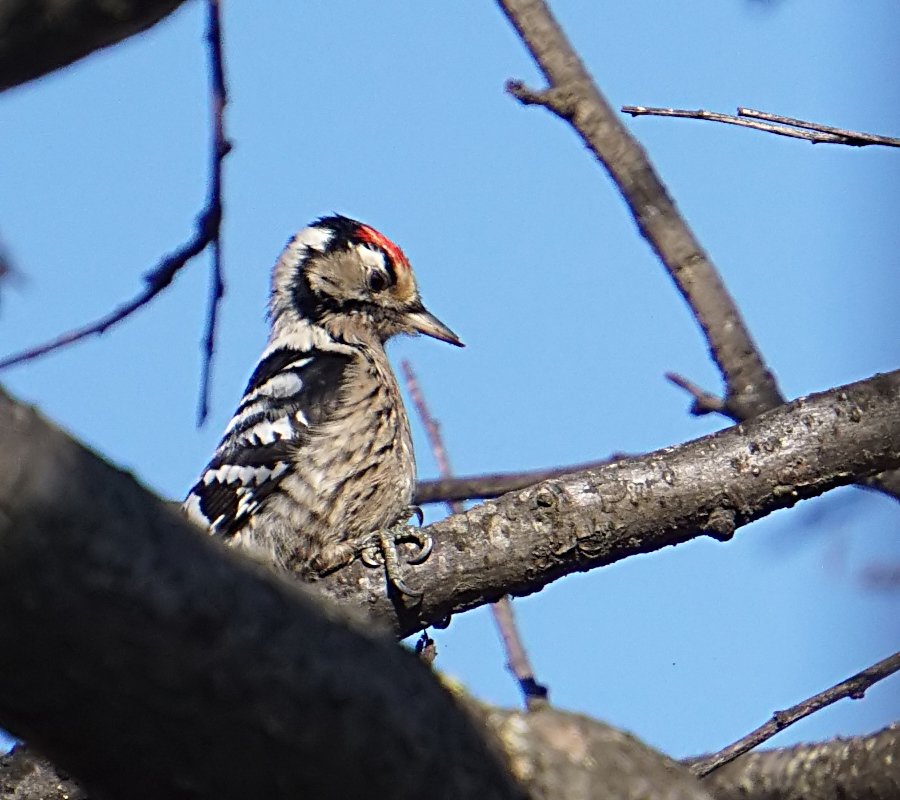 Lesser Spotted Woodpecker