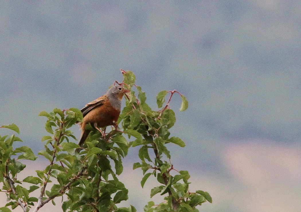 Cretzschmar`s Bunting