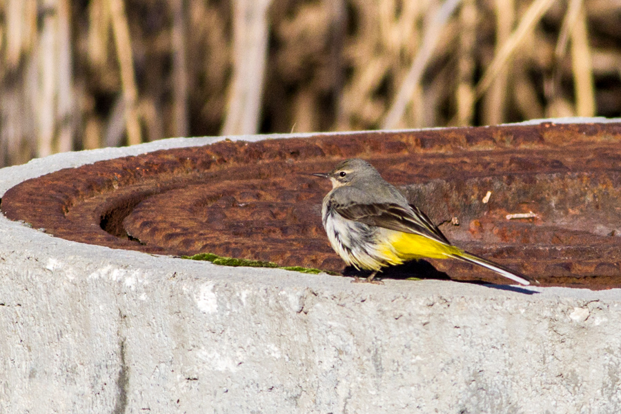 Grey Wagtail