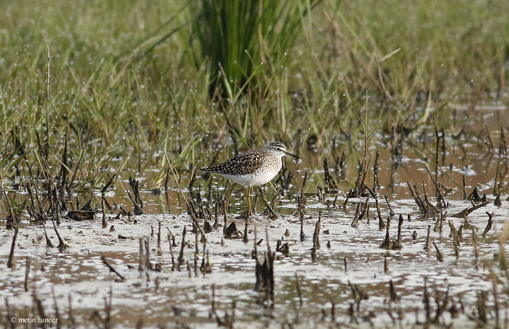 Wood Sandpiper