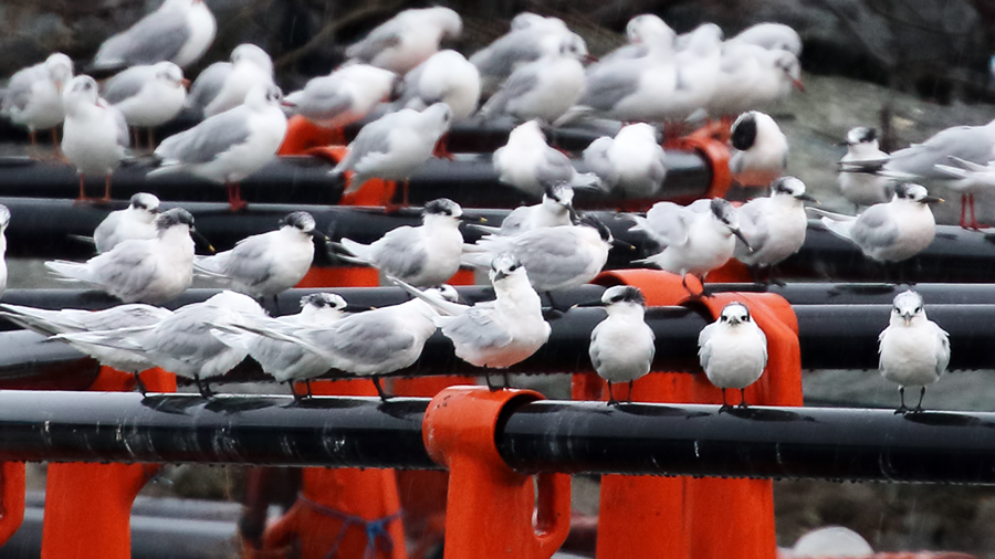 Sandwich Tern