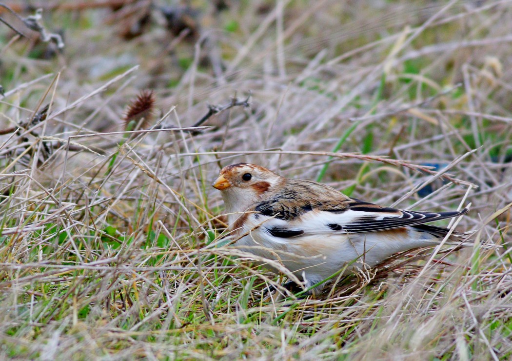 Snow Bunting