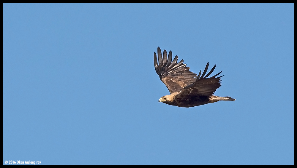 Eastern Imperial Eagle