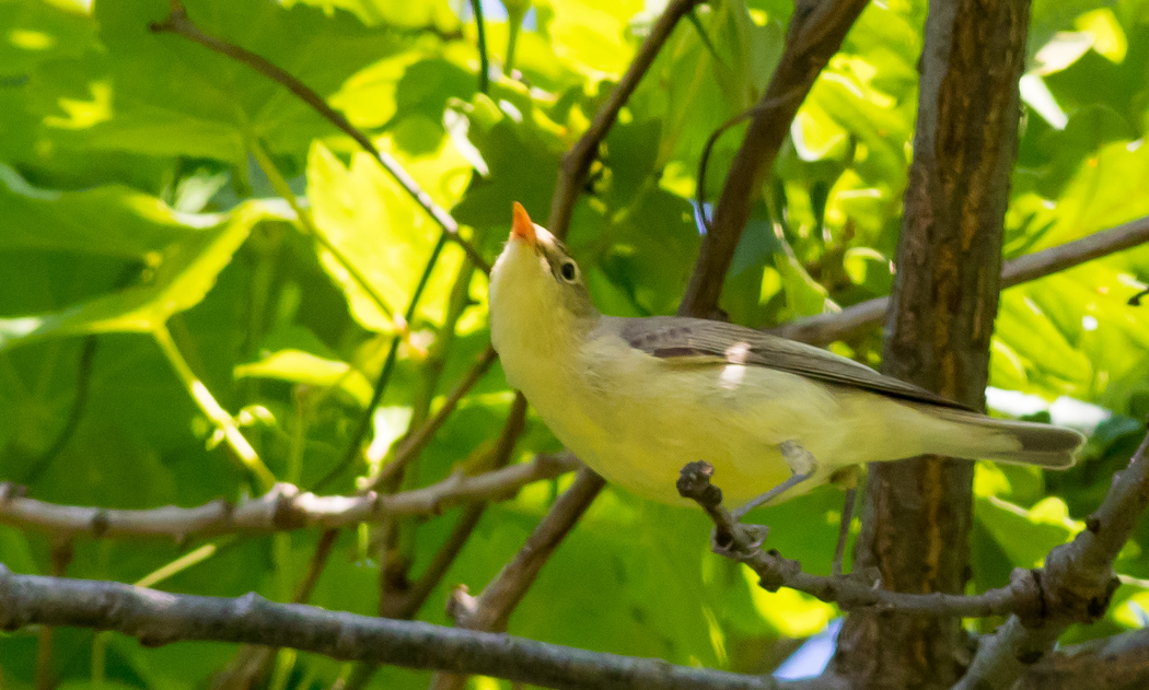 Icterine Warbler