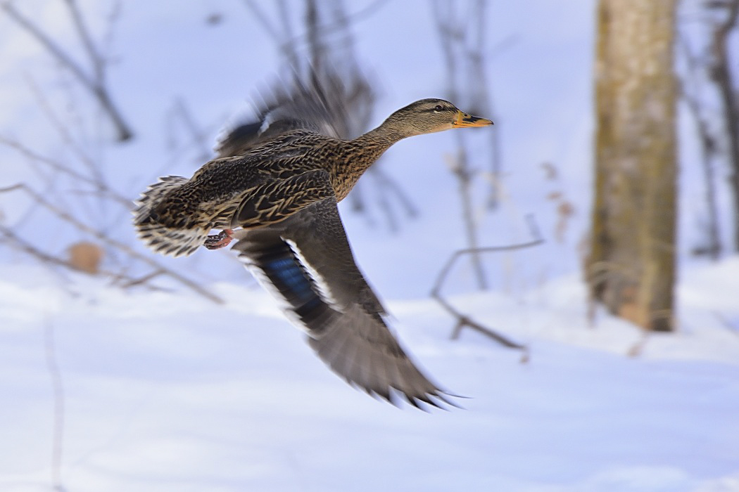 Mallard