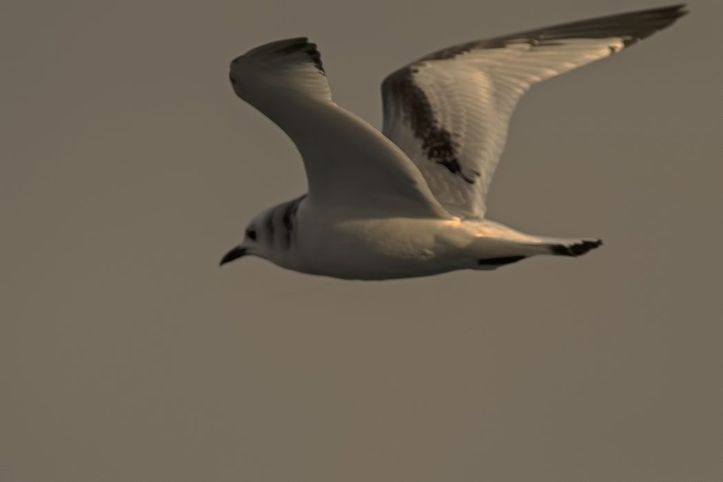 Black-legged Kittiwake