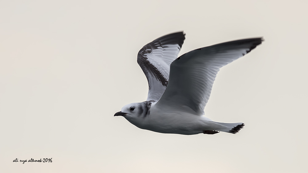 Black-legged Kittiwake