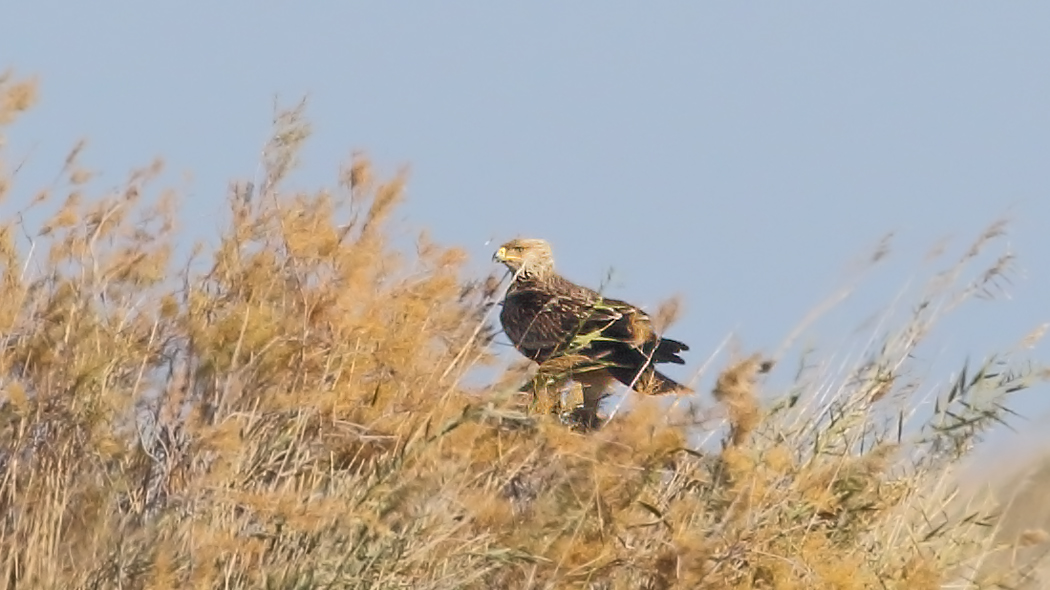 Eastern Imperial Eagle