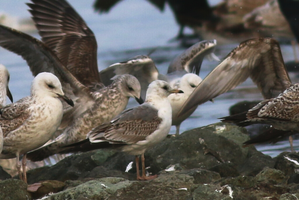 Common Gull