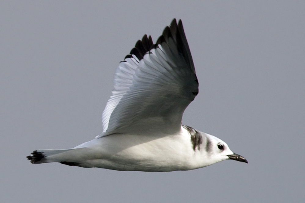Black-legged Kittiwake
