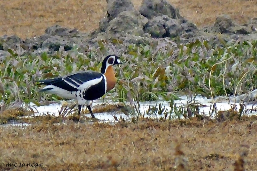 Red-breasted Goose