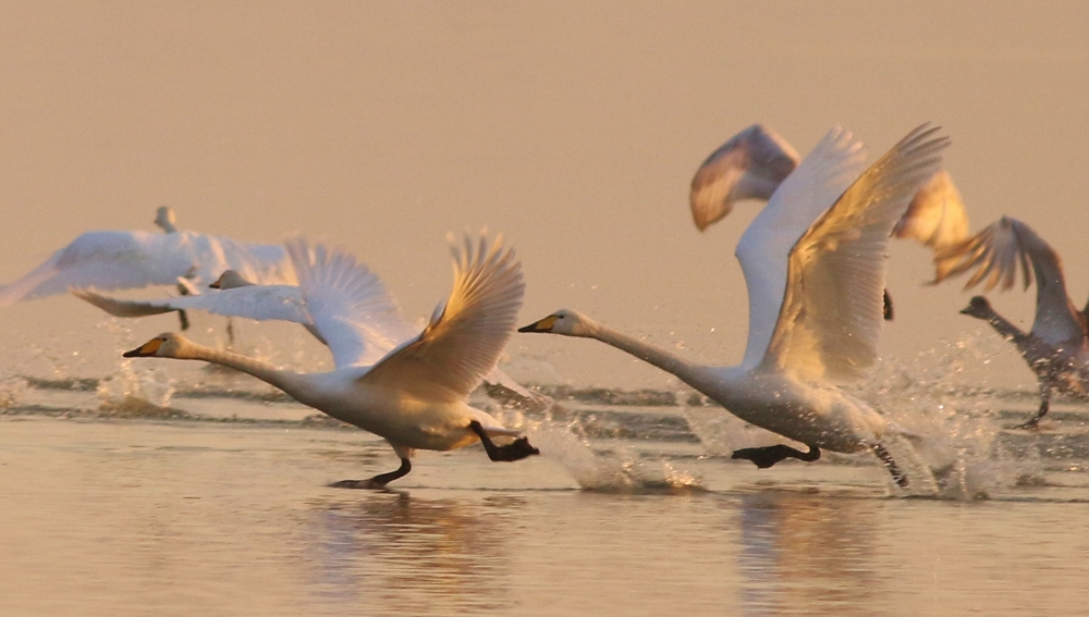 Whooper Swan