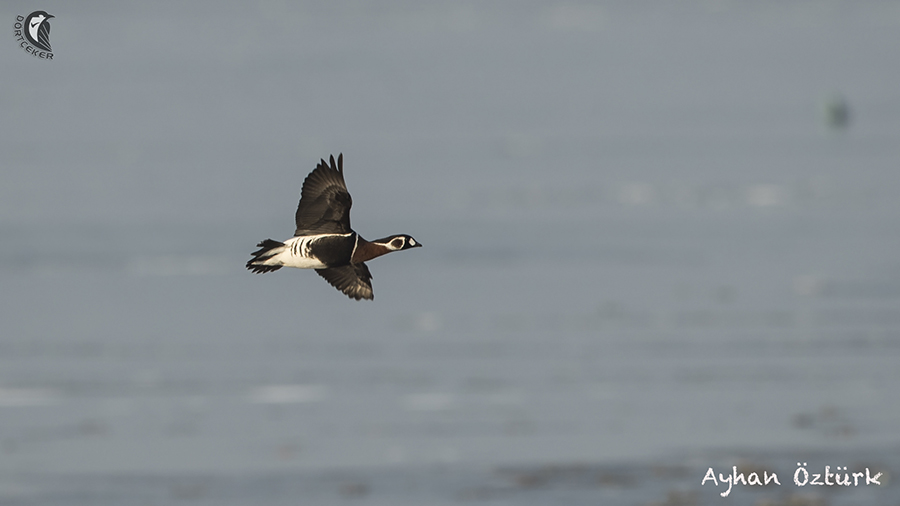 Red-breasted Goose