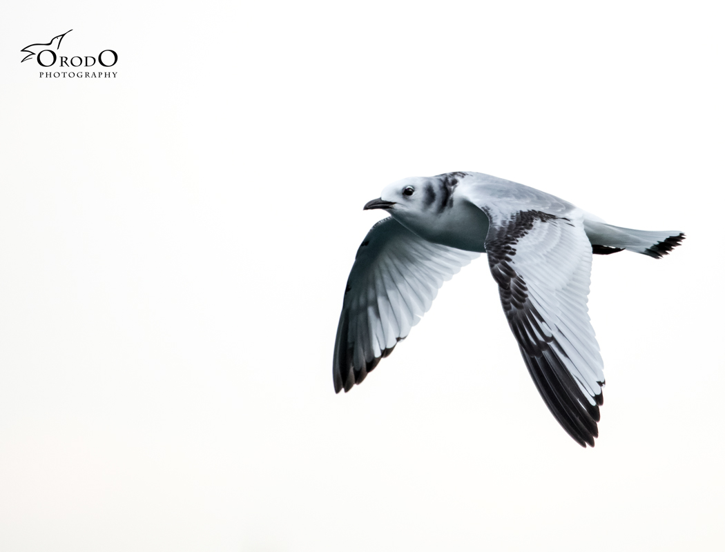 Black-legged Kittiwake