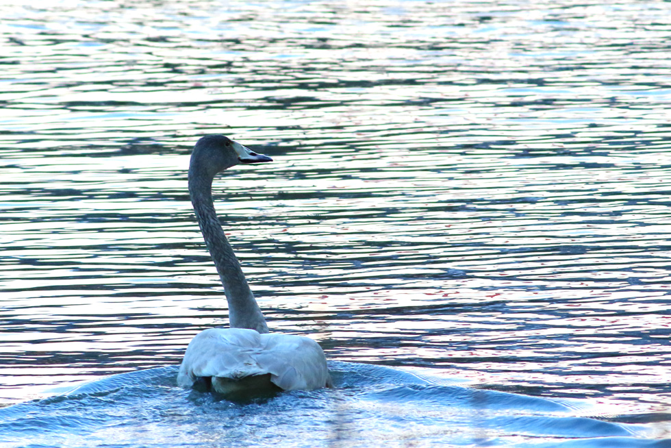 Whooper Swan