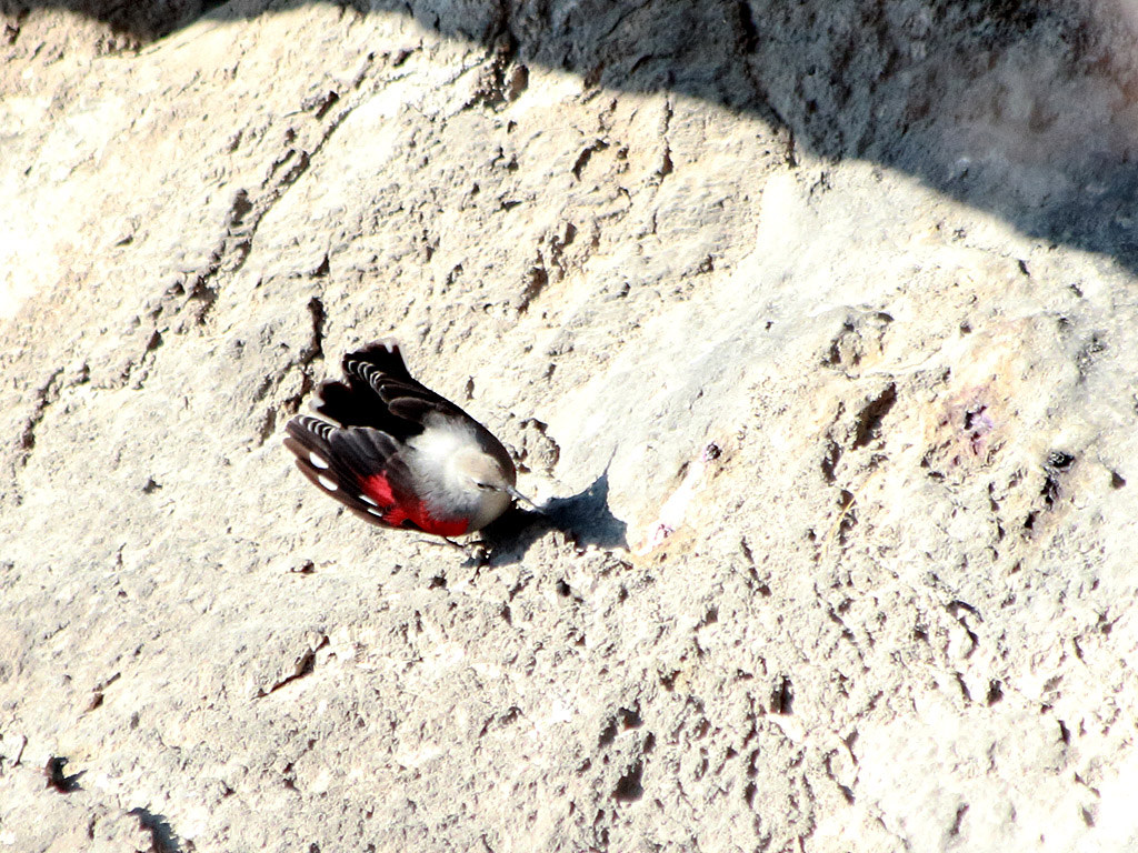 Duvar Tırmaşıkkuşu