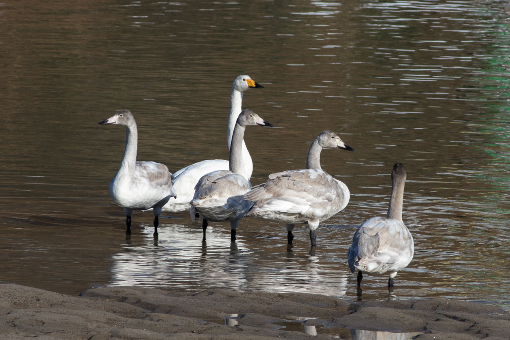 Whooper Swan