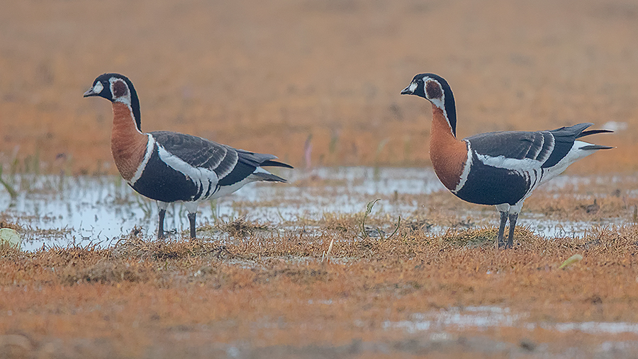 Red-breasted Goose